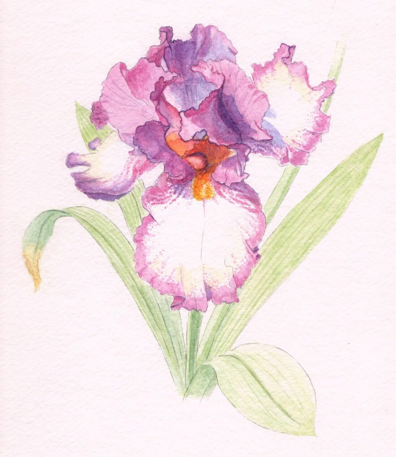 Iris x graphics