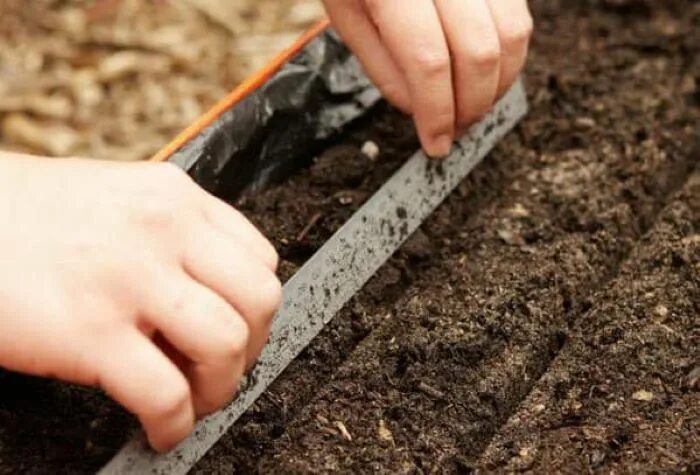 посев моркови. семена моркови для зимней посадки. устройство для посадки моркови. морковь на грядке. посадка моркови в июне.