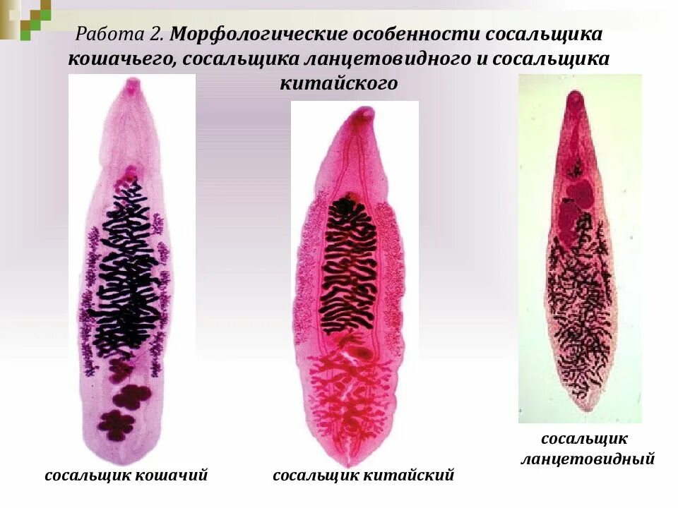 Ланцетовидный сосальщик строение. Кошачий и ланцетовидный сосальщик. Ланцетовидный сосальщик Тип. Отличия сосальщиков