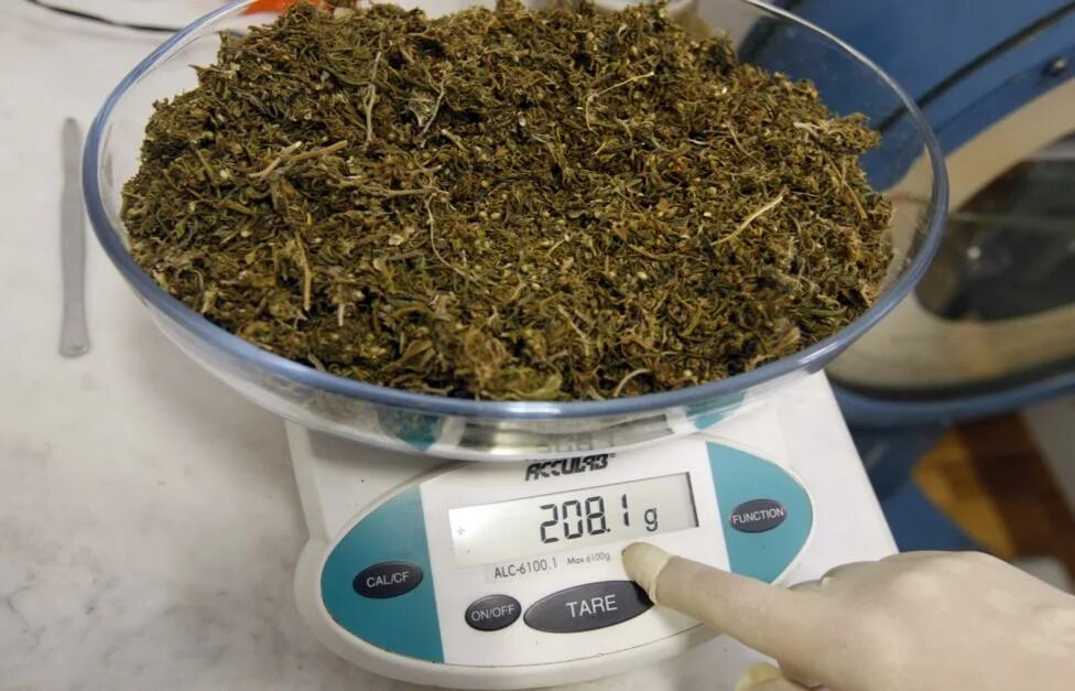 Трава 100 грамм. 5 гр марихуаны. 100 кг марихуаны. каннабис 1 грамм.
