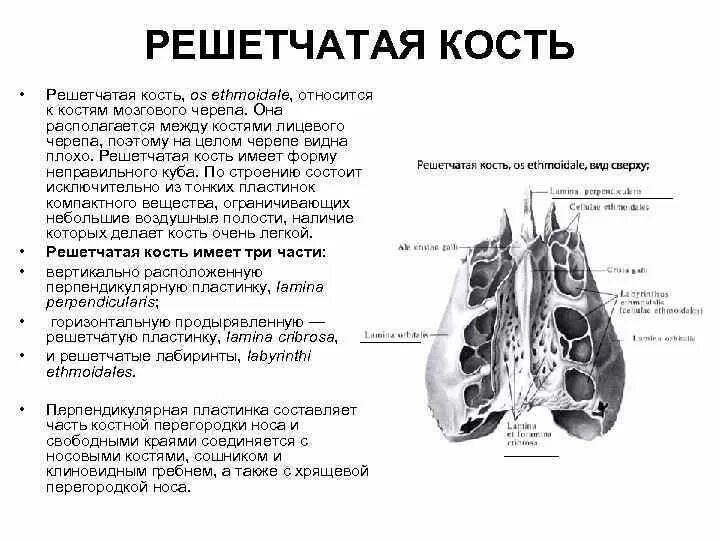Решетчатая кость функции. Решетчатая кость функции