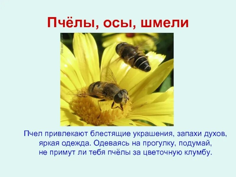 Информация о шмелях окружающий мир. Сведения о пчелах. сообщение о пчелах. окружающий мир пчелы. сообщение о осах.