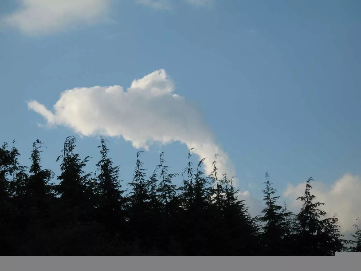 Облака в виде зверей. Необычные облака. Облака в форме животных. Облака форма.