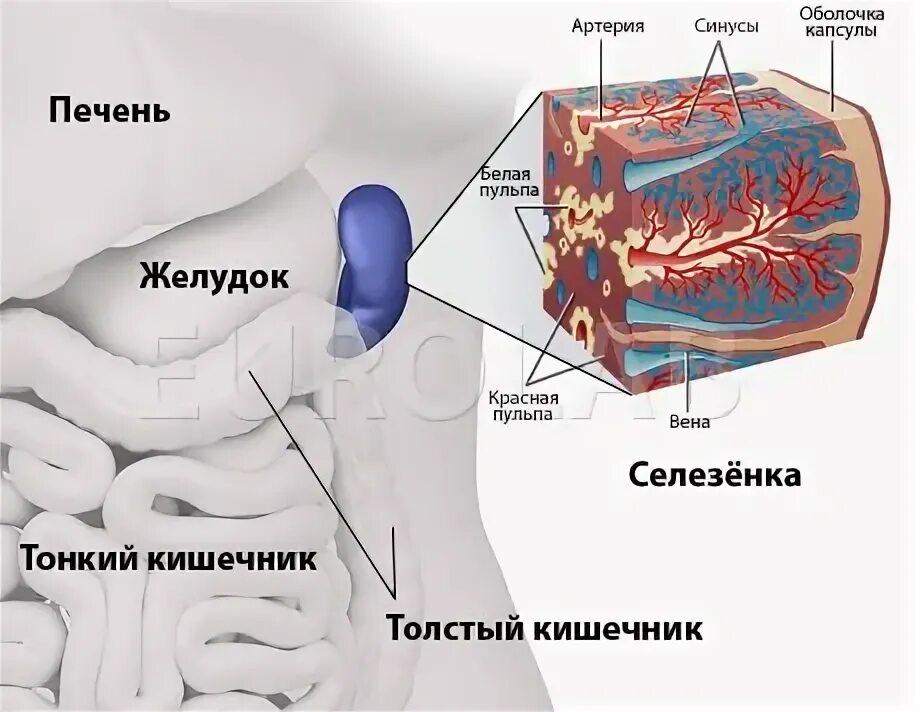 Симптомы селезенки боли в левом. Селезенка человека. Селезенка в организме человека. Расположение селезенки у человека.