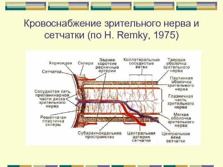 Кровообращение сетчатки. Кровообращение сетчатки