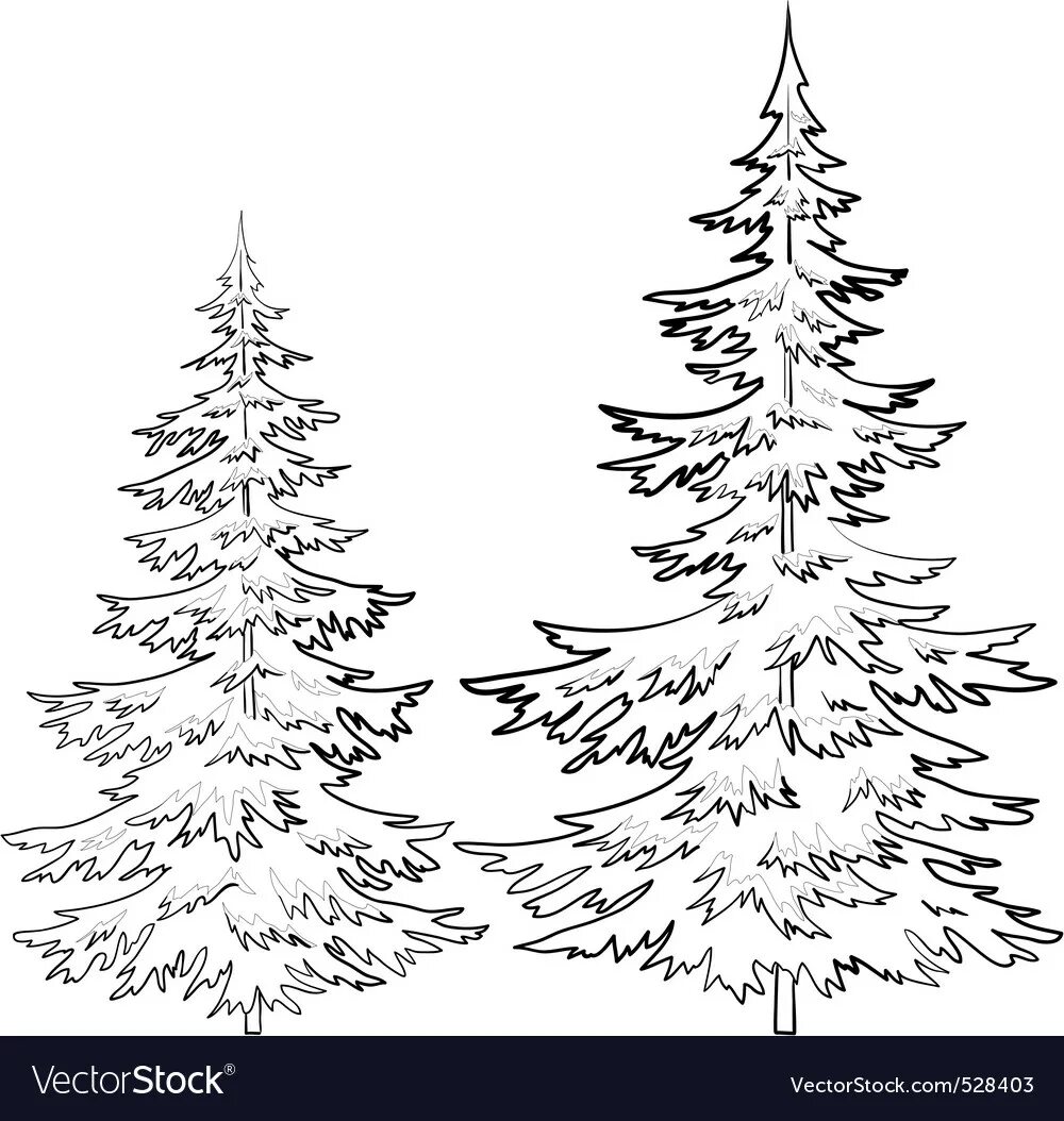 Fir Tree coloring pages