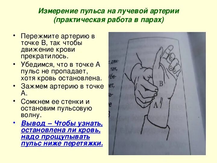 Как можно измерить пульс. Практическая работа измерение пульса. вывод о пульсе. окружающий мир измерение пульса. вывод измерение пульса на лучевой артерии.