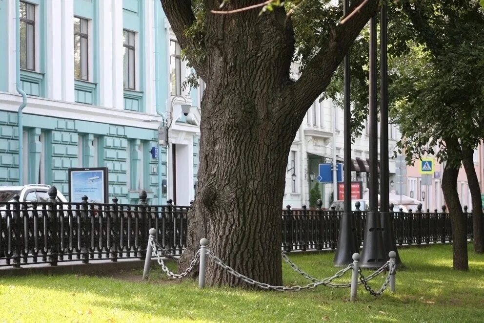 Московский старожил. Пушкинский дуб на Тверском бульваре Москва. Дуб Пушкина на Тверском бульваре. Пушкинский дуб на Тверском. Пушкинский дуб в Москве.