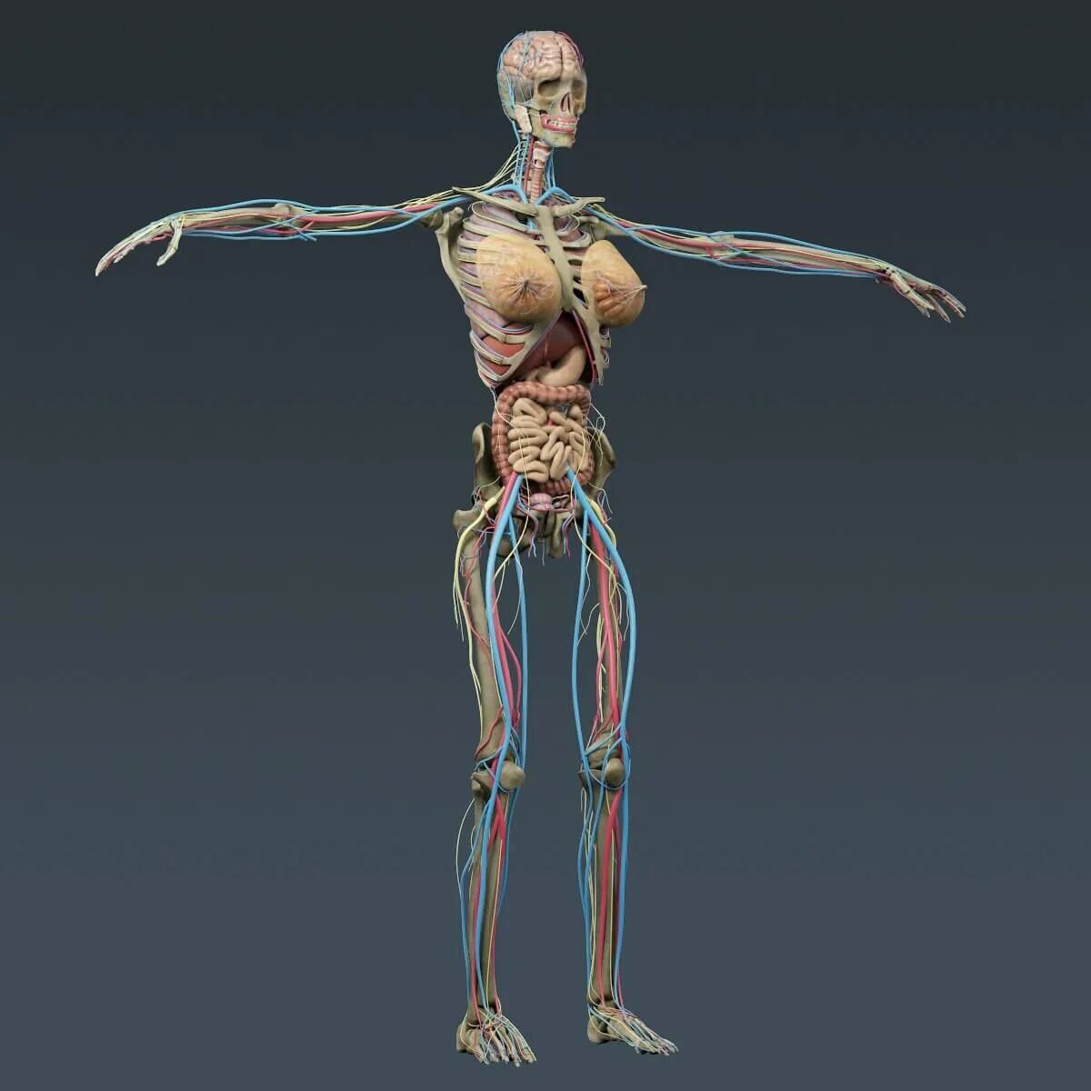 Анатомия картинки. Анатомия 3в. Тело человека. Человеческое тело.