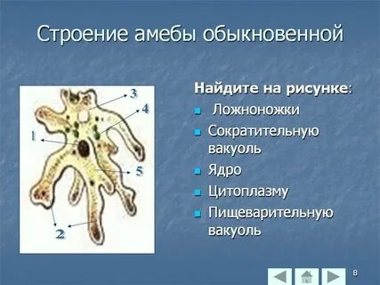 Какое ядро у амебы