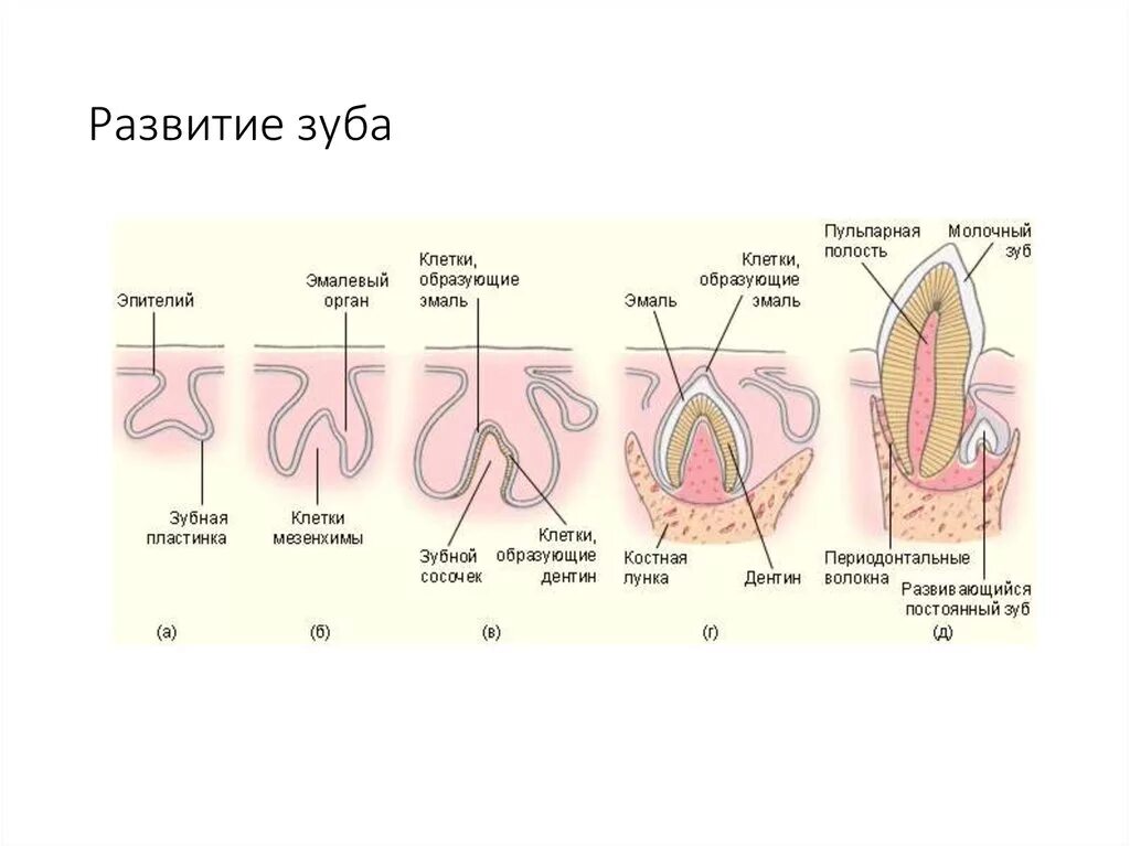 Эмбриональное развитие зубочелюстной системы. Стадии формирования молочных зубов. Фолликулярная стадия развитие зуба. Стадии развития зачатка зуба. Развитие зубов у человека