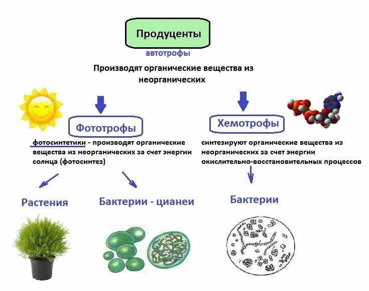 Между какими организмами устанавливаются. Продуценты консументы и редуценты биогенные вещества. Тип питания организмов автотрофный гетеротрофный. Бактерии продуценты примеры. Типы продуцентов.