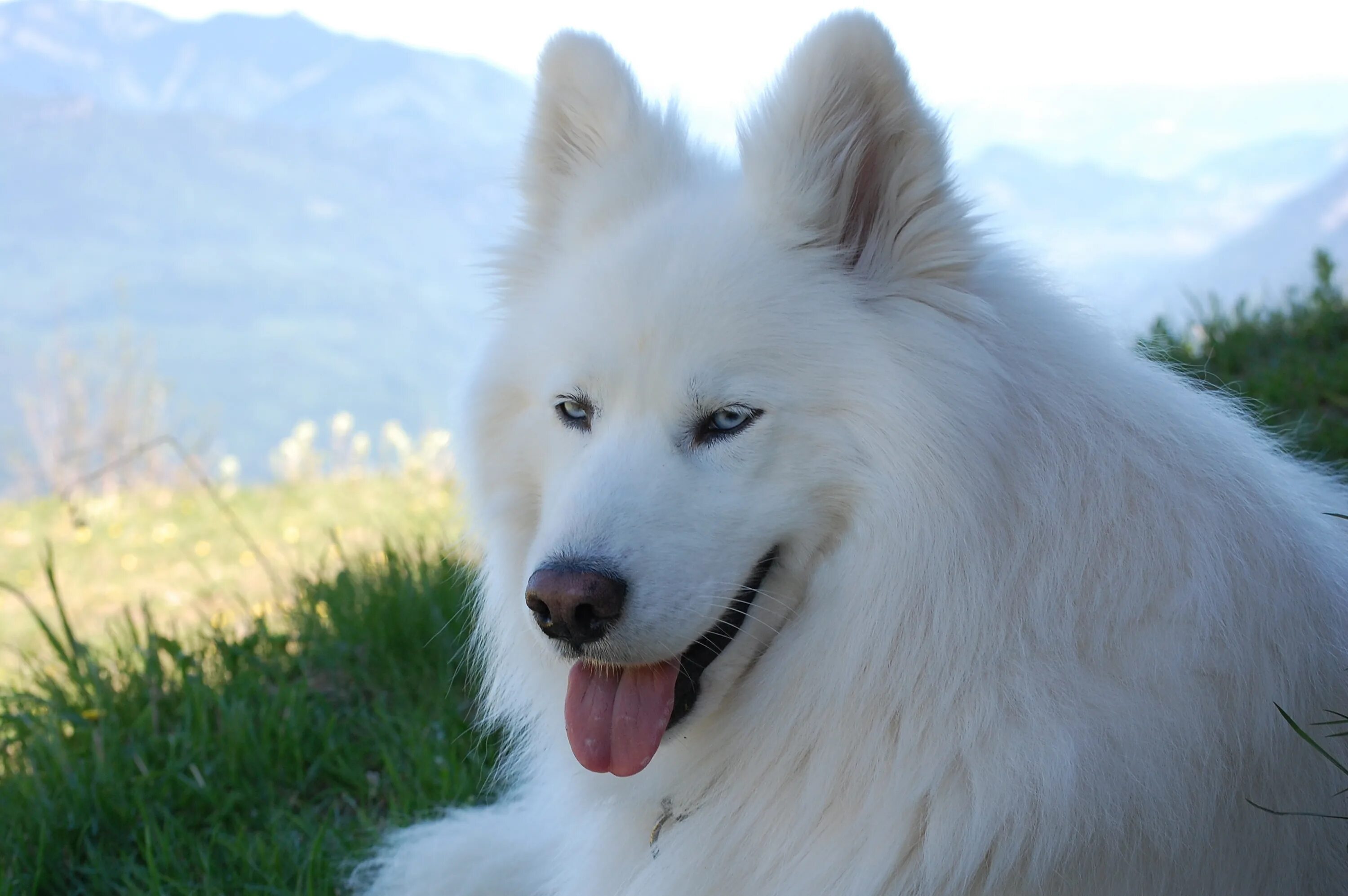 Большая белая собака. Самоедская овчарка. Собака хаски самоед. Эскимосская лайка белая. Канадский самоед.