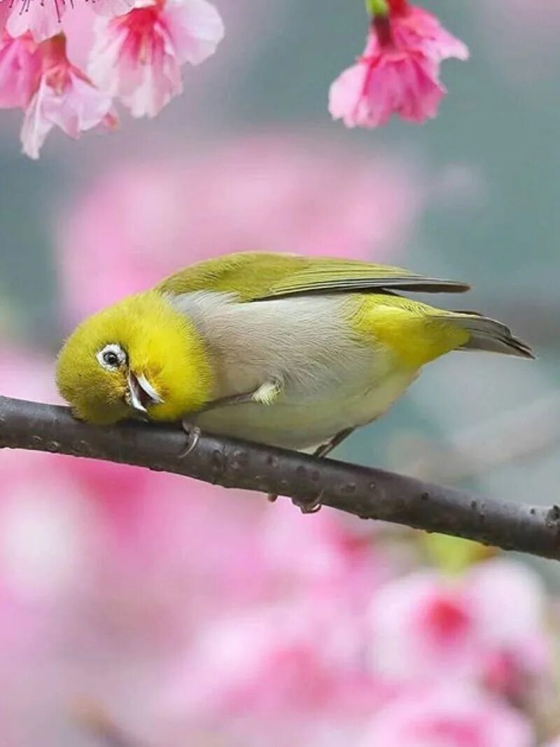 Птицы утром. Утренние птички. Доброе утро с птичками. Очень красивые птицы. Красивые маленькие птички.