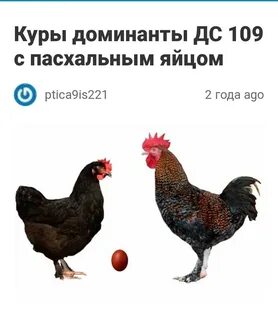 Доминант дс 109 куры описание