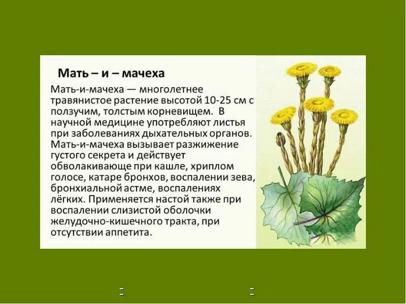 Мать и мачеха сообщение. Мать и мачеха растение доклад. Мать-и-мачеха растение описание 3 класс. Роззказ о мате-и-мачеха. Мать и мачеха растение рассказ.