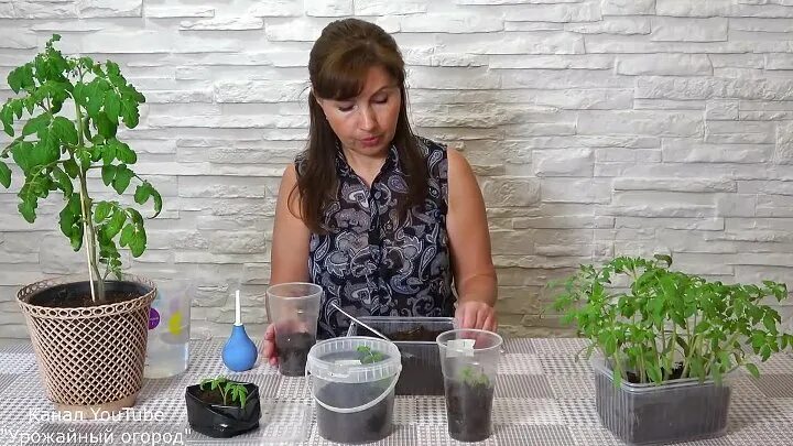 Урожайный огород с татьяной щедриной. Урожайный огород с татьяной щедриной. Канал урожайный огород с татьяной щедриной. Урожайный огород татьяны огурцы. Урожайный огород татьяны огурцы.