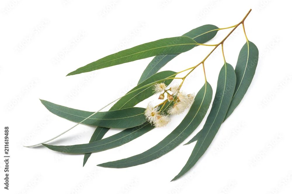 Эвкалипт монетчатый. Эвкалипт на белом фоне. Gum leaves. Обратно ланцетный лист ивы. Ветка эвкалипта.