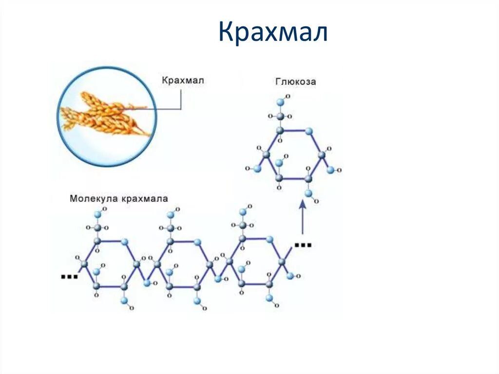 Строение молекулы крахмала и целлюлозы. Крахмал строение молекулы крахмала. Схема образования молекул крахмала. Молекулы крахмала макет крахмала. Строение молекулы крахмала.