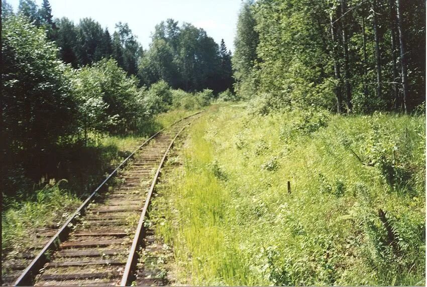 Стих про глухомань. Стих про глухомань. Поезд в глуши. Станция зарубинская новгородская область. Савеловская глухомань.