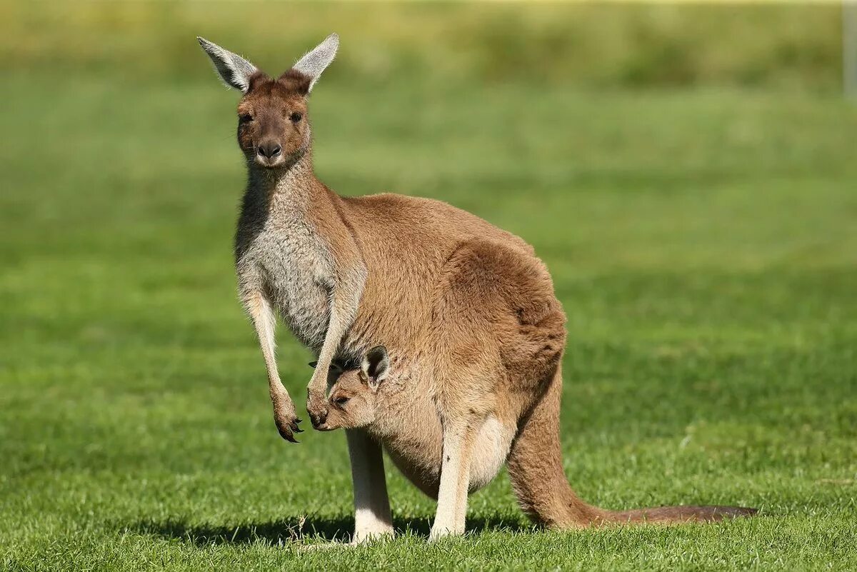 Сколько живут кенгуру