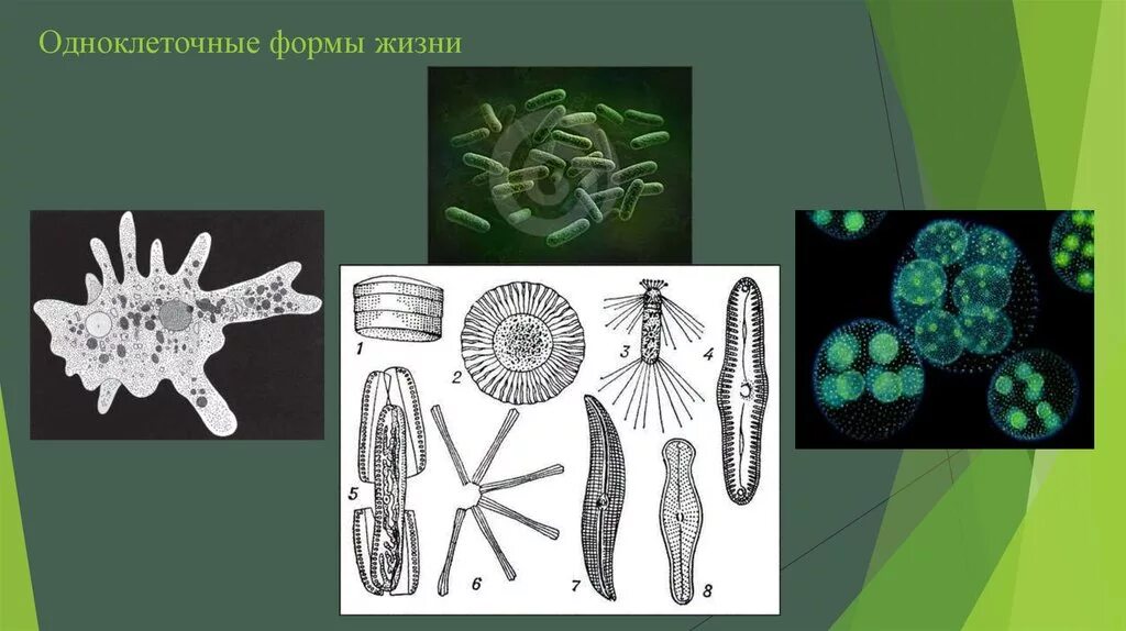 Одноклеточные многоклеточные и неклеточные организмы. Многообразие одноклеточных. Одноклеточные организмы. Форма одноклеточных.