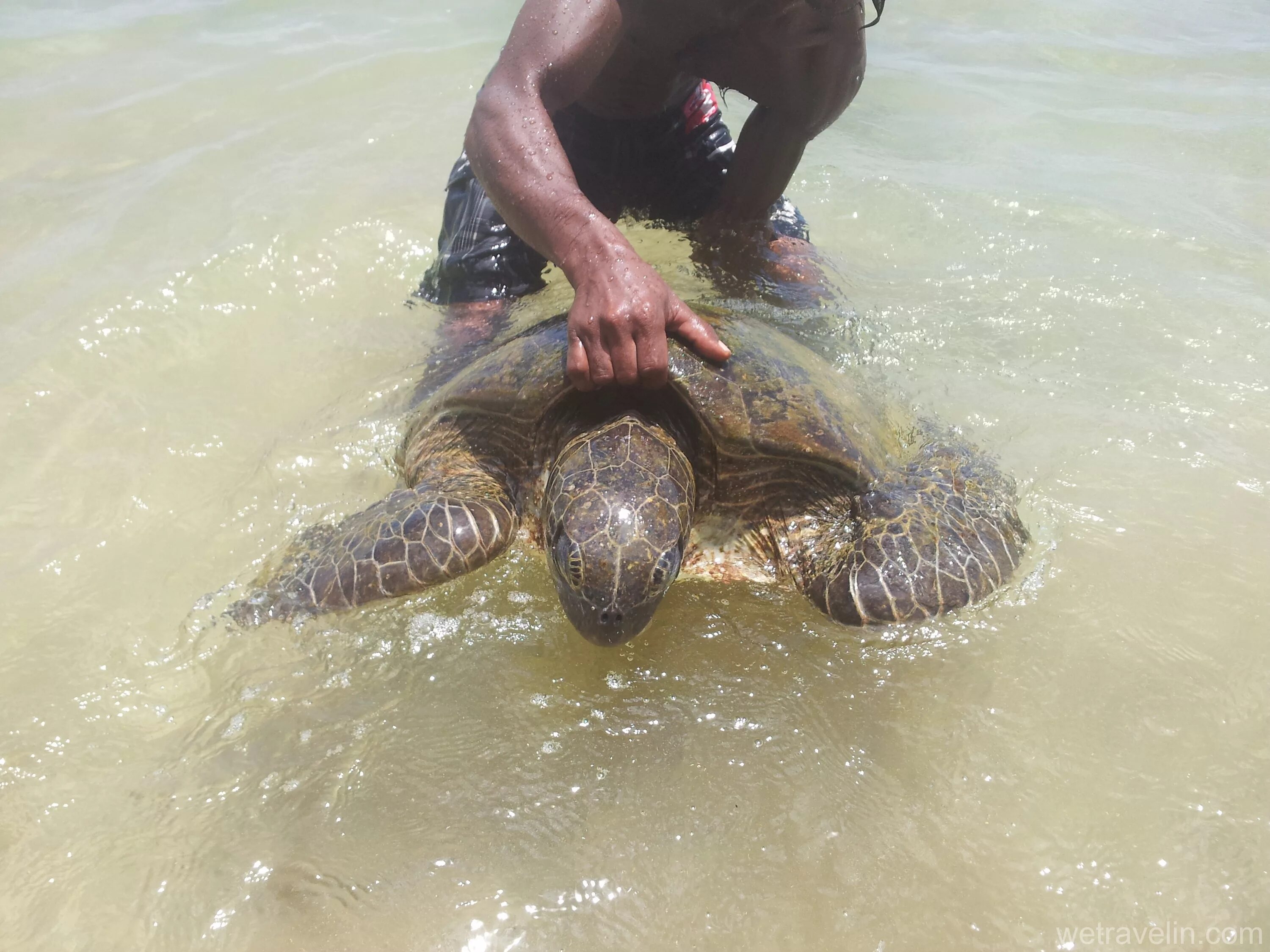 хиккадува черепаший пляж. хиккадува черепаший пляж. хиккадува черепаший пляж. где черепахи на шри ланке. хиккадува черепахи.