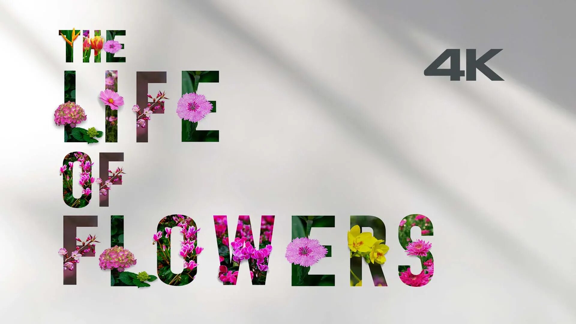 The Flower of Life. My Life цветы. Панама Flower of Life. Are flowers of life