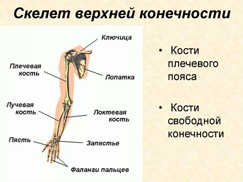 Строение скелета верхней конечности (отделы и кости). Строение скелета верхней конечности человека. Кости составляющие скелет свободной верхней конечности. Скелет верхних конечностей плечевого плечевого пояса. Кости предплечья соединение