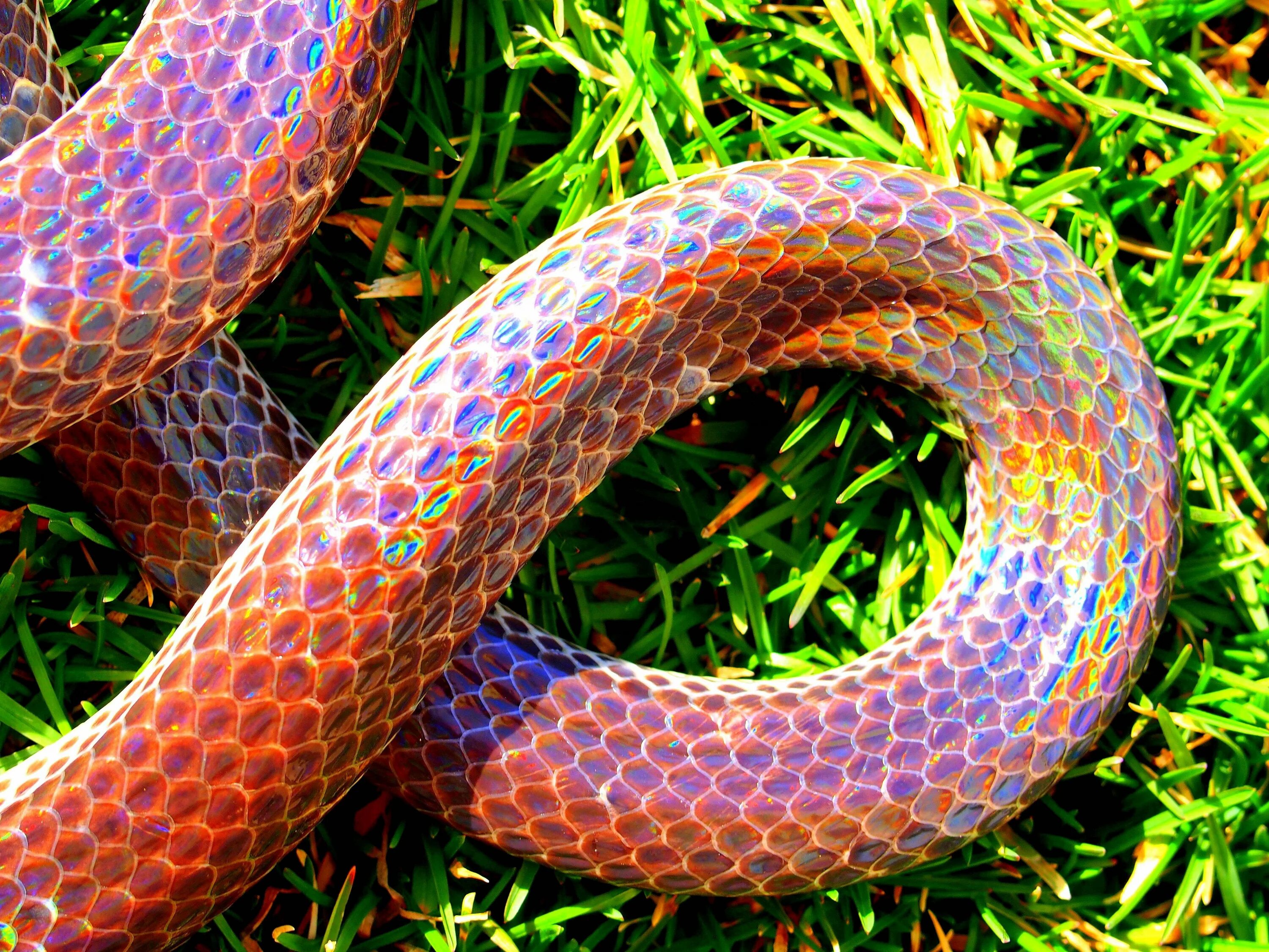 Как называется питон. Лучистая змея xenopeltis unicolor. белогубый полоз. радужный белогубый питон. лучистый полоз радужный.