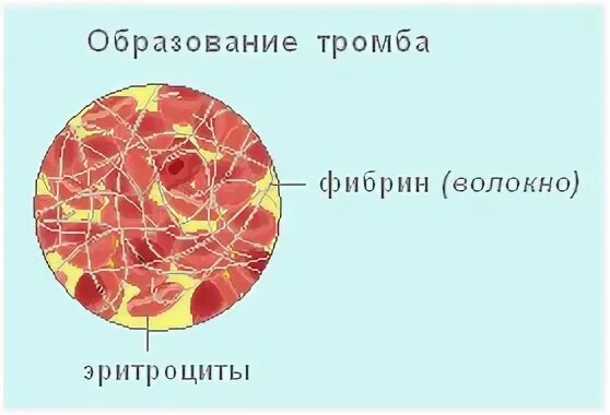 Тест по биологии белки