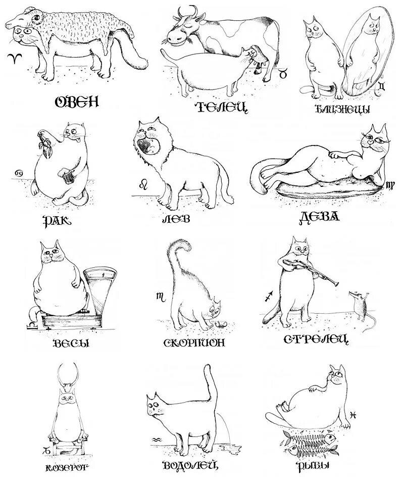 Знаки зодиака. Знаки зодиака смешные. Позы для знаков зодиака в картинках. Кошачьи знаки зодиака.