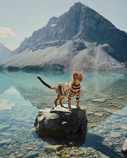 Красивые места с животными