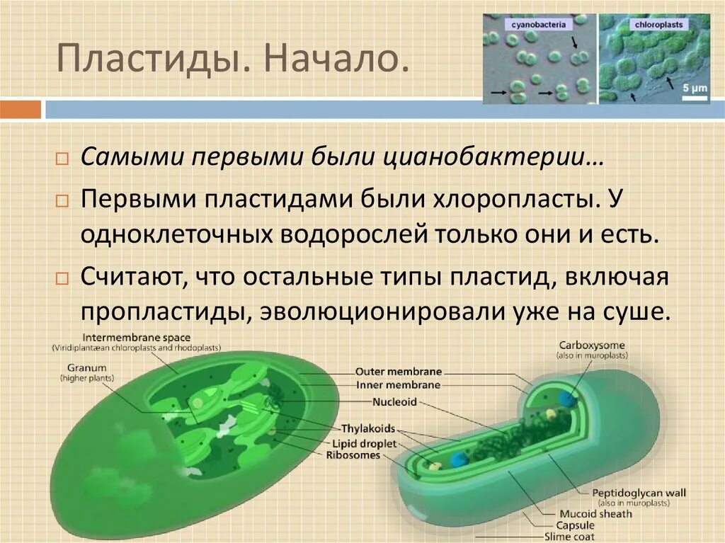 Сходство хлоропластов. Цианобактерии есть пластиды. Есть ли у цианобактерий хлоропласты. У цианобактерий есть пластиды.