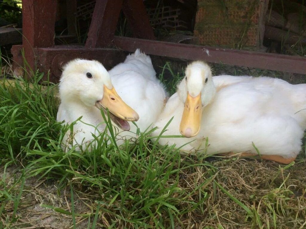 Good duck. Пекинская порода уток. Утка домашняя. Утка белая домашняя. Домашняя утка с утятами.