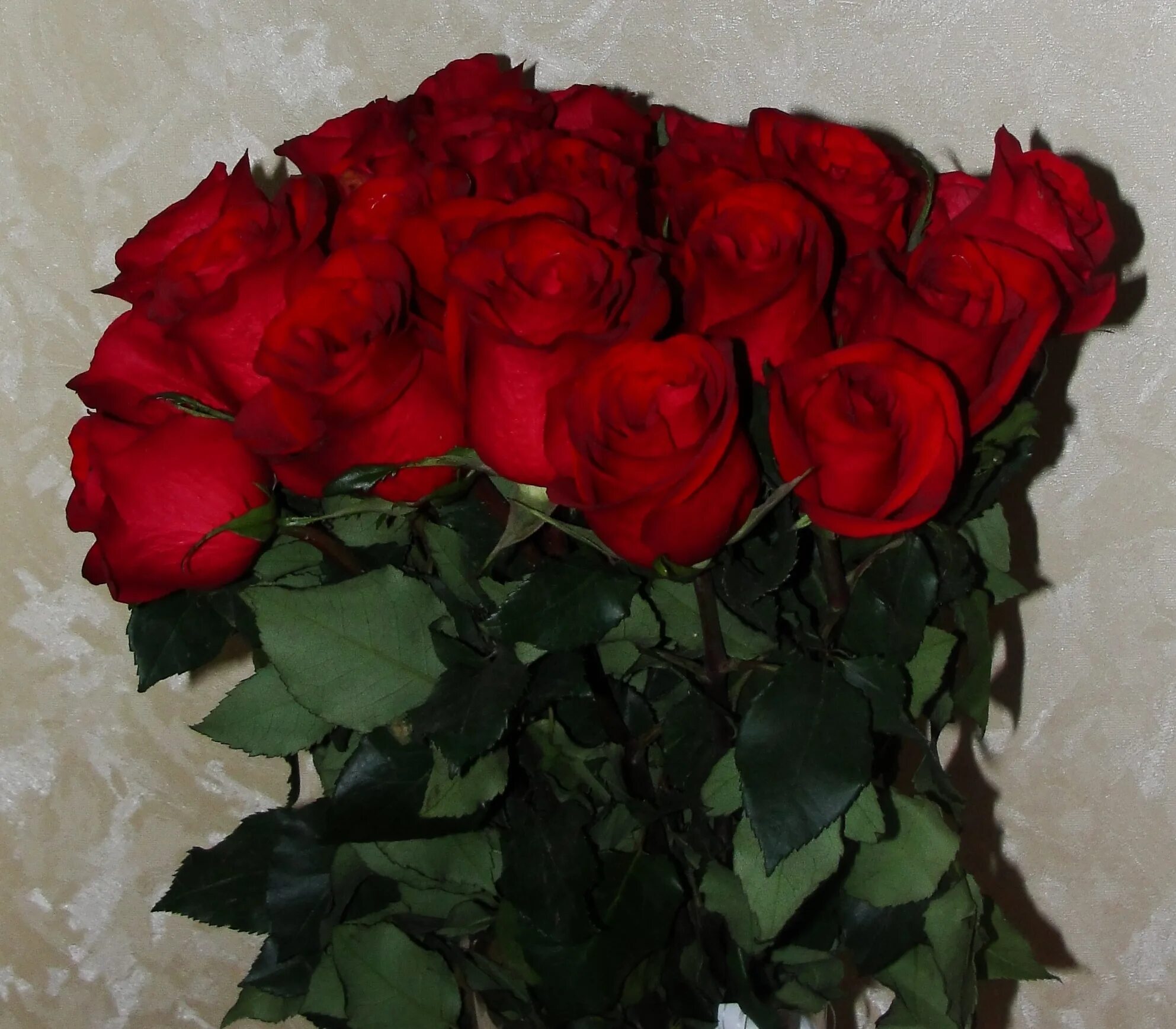 букет алых роз. букет роз. букет красных роз в вазе дома. розы от любимого. реальные фотографии роз.