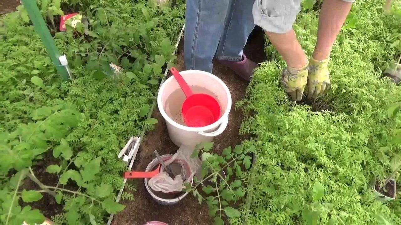 Посеяла горчицу в теплице. Фацелия и горчица сидераты. Сидераты в грядке в теплице. Посадка помидор в сидераты в теплице. Сидераты для томатов в теплице.