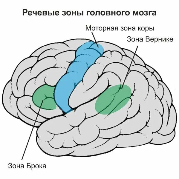 Органическое поражение речевых зон. Речевые зоны мозга Брока и Вернике. Речевые зоны коры головного мозга Брока. Речевые центры. Зона Брока. Зона Вернике. Центр Брока это моторный центр речи.