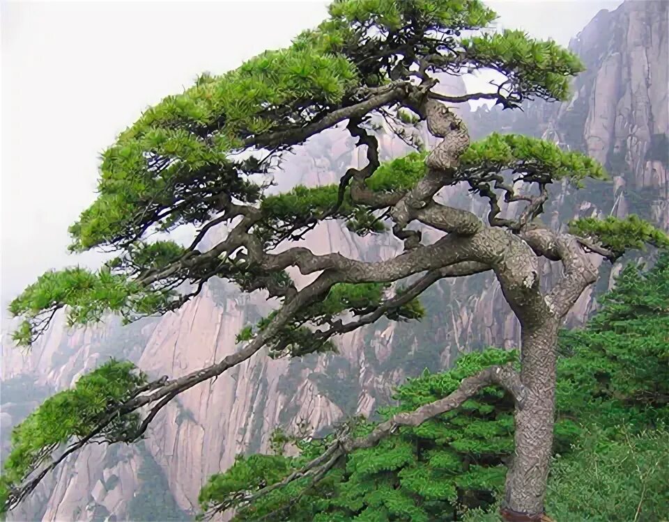 Pin de Mila Pityk en Цветы и букеты Bonsai japones, Árboles bonsai, Jardín de bo
