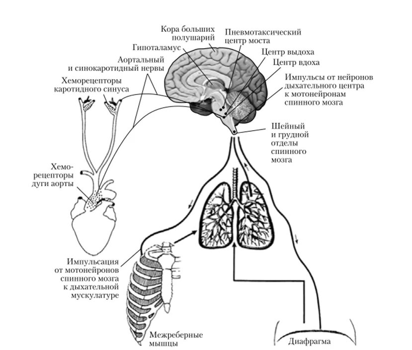 Центры управления сердечно сосудистой дыхательной и пищеварительной. Схема регуляции дыхания физиология. Регуляция дыхания дыхательный центр. Рефлекторная регуляция дыхания схема. Нейрогуморальная регуляция дыхания схема.