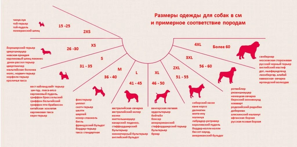 Размер будущей. Как узнать размер одежды для собаки таблица. Размер для собаки таблица как определить. Таблица размеров одежды для собак мелких пород йорки. Размерная сетка для собак мелких пород.