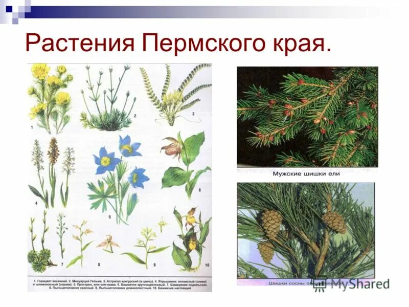 травянистые растения пермского края. животные и растения красной книги пермского края. какая растительность в пермском крае. охраняемое растение в пермском крае. ядовитые растения пермского края.