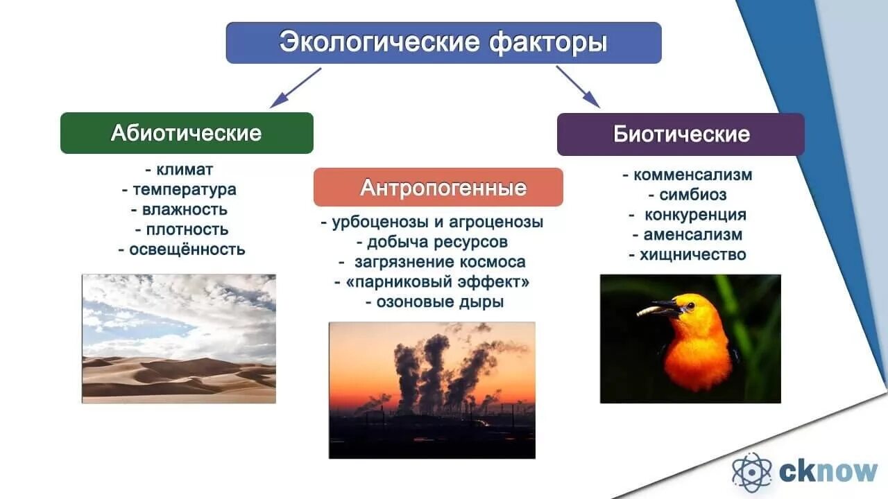 Различие между организмами. Абиотические факторы- это экологические факторы среды. Абиотические факторы окружающей среды. Экология абиотические и биотические факторы. Экологические факторы среды абиотические биотические антропогенные.