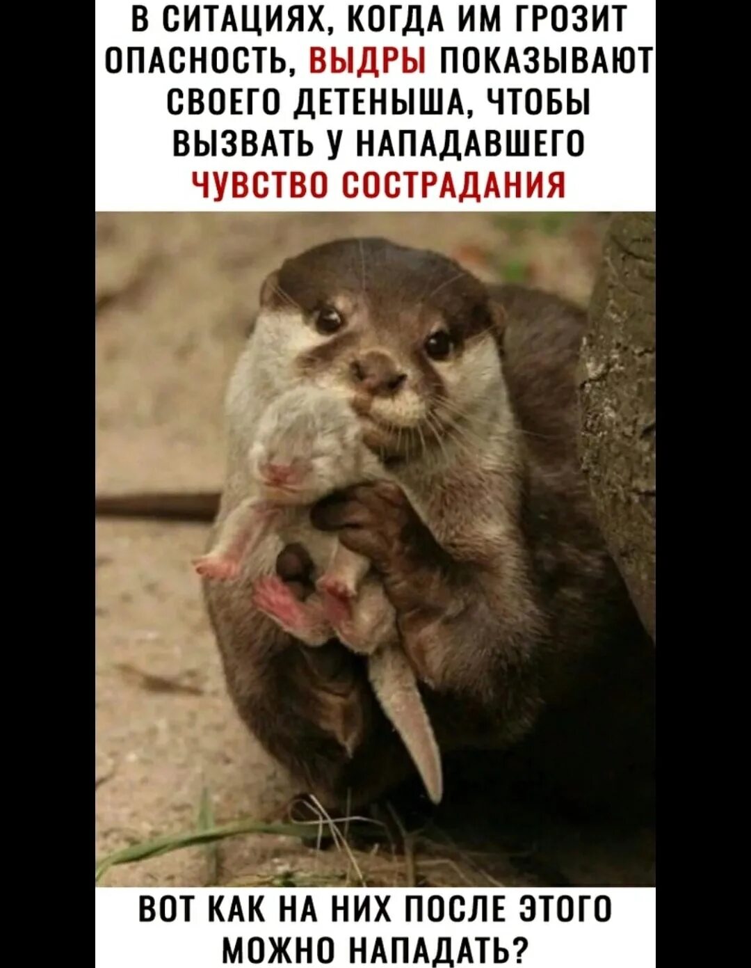 Выдра при опасности. Выдра показывает детеныша в момент опасности. Выдра с детьми. Выдра показывает детеныша в момент. Выдры показывают своих детенышей.