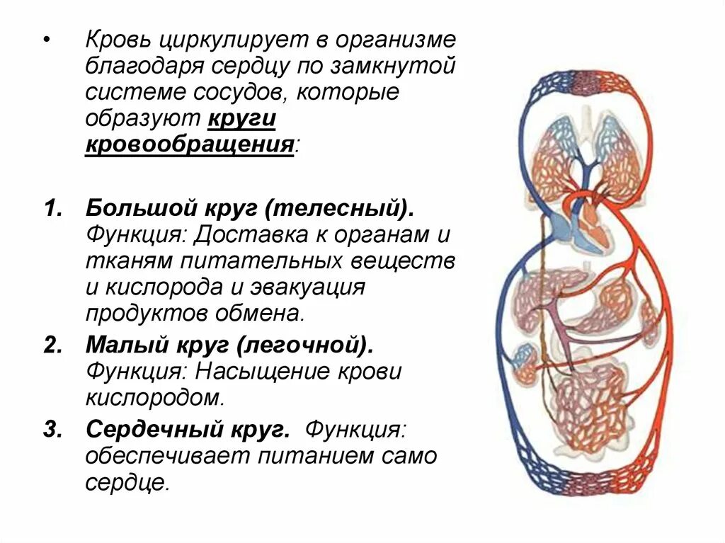 Роль кругов кровообращения. Сердечно сосудистая система большой и малый круг кровообращения. Большой круг кровообращения сосуды большого круга кровообращения. Малый круг 2)  большой круг кровообращения. Малый и большой круг кровообращения человека схема.