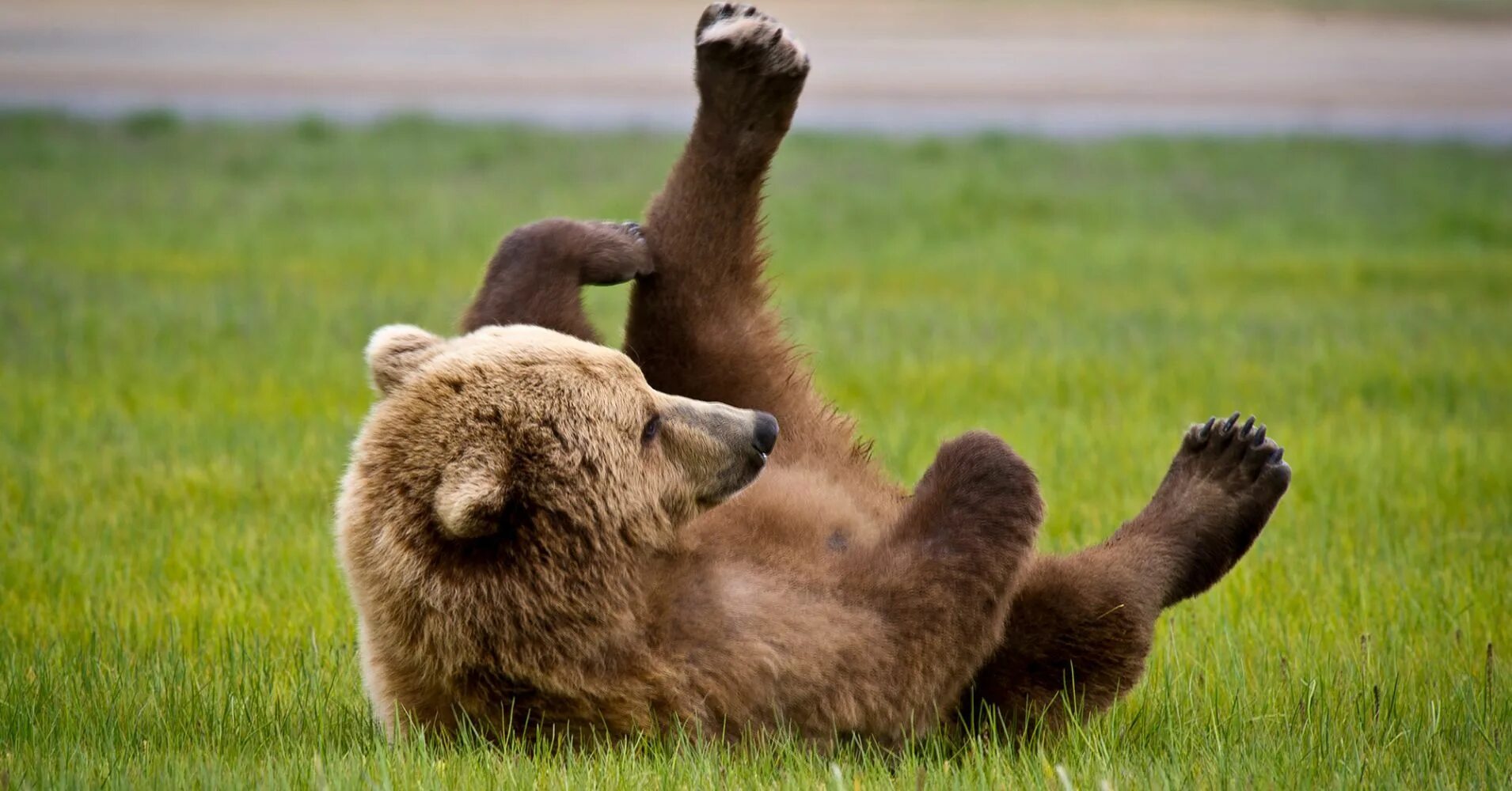 He can t bear. Радостный медведь. Веселые медвежата. Смешной Медвежонок. Радостный Медвежонок.
