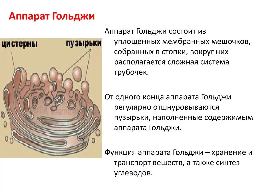 Какие мембранные структуры образует аппарат гольджи. Аппарат Гольджи функции органоида. Аппарат Гольджи строение органоида. Комплекс Гольджи строение состоит. Аппарат комплекс Гольджи строение и функции кратко.