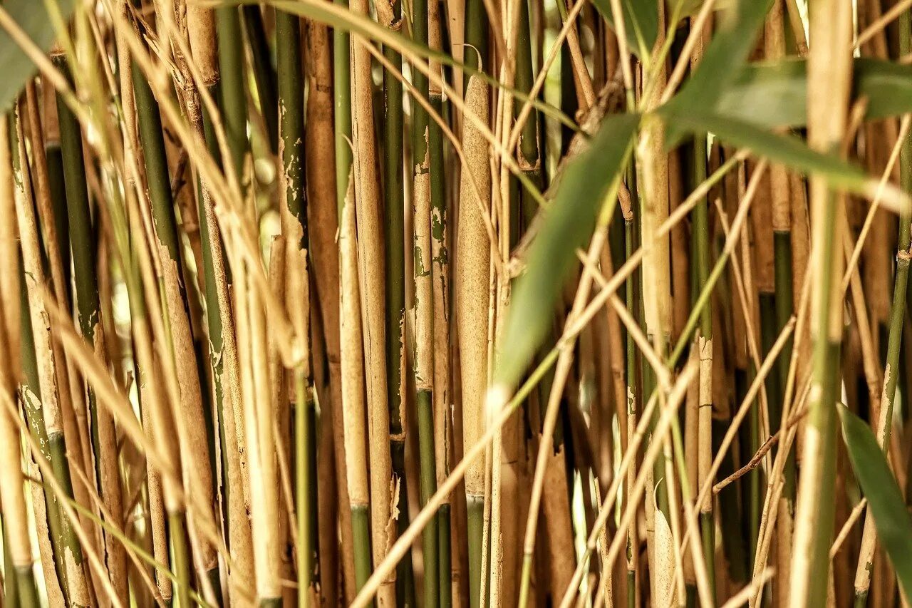 Очерет камыш. Бамбуковый лес сагано. Тростник южный phragmites australis. Копьевидный тростник. Бамбук садовый широколистный.