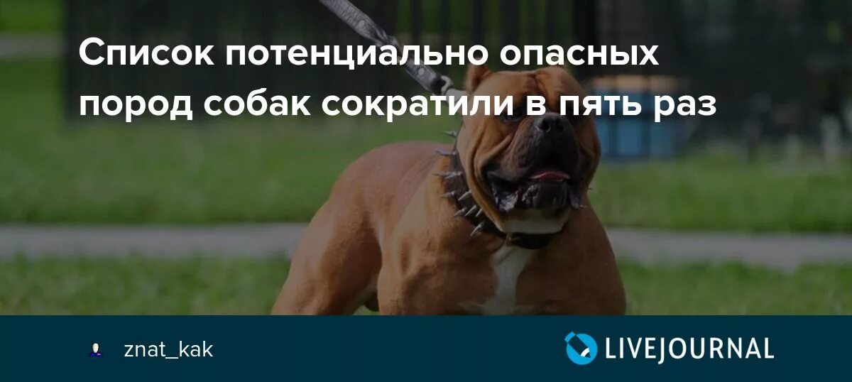 Потенциально опасные собаки рф. Список потенциально опасных пород собак. Список опасных пород собак в России. Потенциально опасные породы. Список особо опасных пород собак.