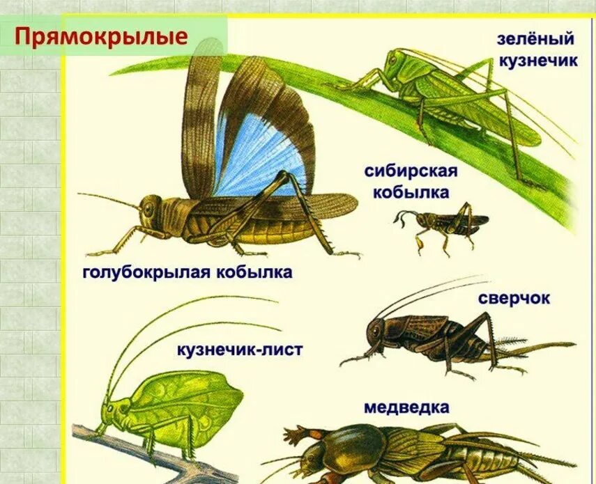 Прямокрылые примеры